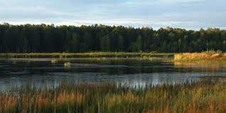And since wetlands act as a sponge, absorbing and helping control flooding around the area, this is helpful as well. Wetlands Can Soak More Than A Buyer S Feet Landthink