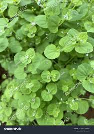 Image result for Drymaria