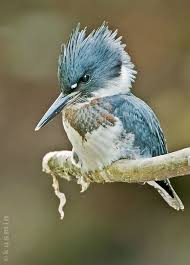 Pin On Birds Todies Motmots Kingfishers Bee Eaters And Rollers Order Coraciiformes