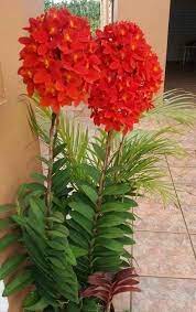 Rojo Divino Divino Orchideen Rojo Orchid Flower Arrangements Beautiful Orchids Flower Garden