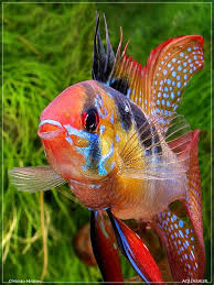 Pin On Dailey Aquarium Project