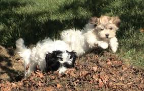 It's also free to list your available puppies and litters on our site. Lasusu Havanese Dogs Puppies About Facebook