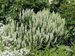 The fruit is not ornamentally significant. Bluten Salbei Compact White Expertenwissen Zu Dieser Staude