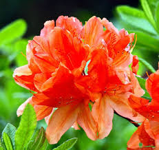 Pin On Plants We Have