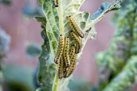 Before using homemade sprays, test them on an inconspicuous part of the plant. Getting Rid Of Caterpillars Diy Pest Control