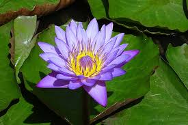 Check spelling or type a new query. Knowing More About The Beautiful Blue Lotus Flower