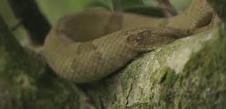 This animal rights fan page is for animal lovers (especially snakes), encouraging the public to. There S A Terrifying Place Called Snake Island That S Home To Thousands Of The Deadliest Vipers On Earth Business Insider India