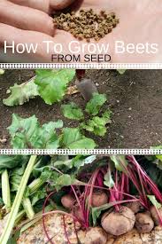 We did not find results for: How To Grow Beets From Seed Growing Beets Growing Seeds Organic Vegetable Garden