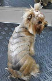 Cute Yorkie Haircuts Yorkie Haircuts Yorkie Dogs Yorkshire Terrier Teacup