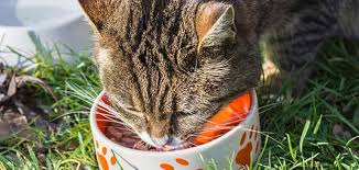 *all ratings are from amazon and might change over time. Top 10 Cat Foods In India Reviews Buying Guide January 2021