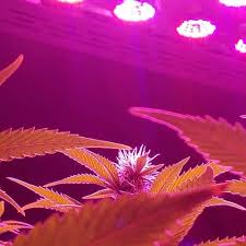 Find helpful customer reviews and review ratings for roleadro 2000w led full spectrum grow lights for indoor plants, greenhouse, seedlings at amazon.com. Bestva 2000w Led Grow Light Reviews 2020 420 Green Thumb