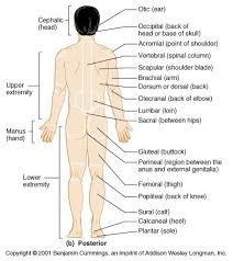 Anatomical Diagram Of The Buttocks Language Of Anatomy