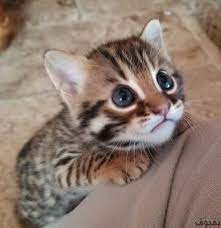 صور قطط صغيرة أجمل صور القطط الصغيرة في غاية الجمال بفبوف kittens cutest cute cats and kittens cute animals