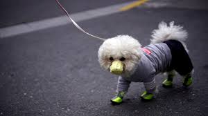 See more ideas about doge, memes, doge meme. Coronavirus And Your Dog No Need To Panic Yet The New York Times