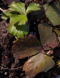 The cindy margurita strawberry and basal : Barren Strawberry Waldsteinia Fragarioides