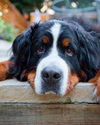 Bernese mountain dog puppies near colorado. Badly Bred Bernese Mountain Dogs Racked With Joint Pain News The Sunday Times