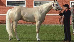 Top 10 Most Expensive Horse Breeds In The World 2020 Trendrr