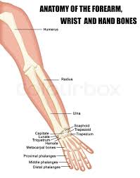Arm.max 3d model available on turbo squid, the world's leading provider of digital 3d models for visualization, films how to draw reference resources tutorial practice anatomy human constructive artists learn arm forearm elbow wrist hand bones. Anatomy Of The Forearm Wrist And Hand Stock Vector Colourbox