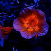 The orange color can be thrown into bouquets and centerpiece, plus, you can even add accent of orange into your men's tie, napkin and wedding chair. 1