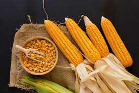 Memulai cara menanam jagung yang berkualitas, tentu sangat berpengaruh dengan kualitas perawatannya. Memang Lebih Sering Diolah Lantas Bolehkah Makan Jagung Mentah