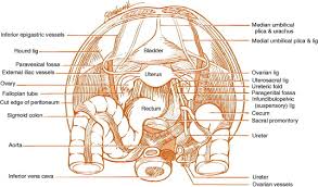 Journal of anatomy and physiology, vol. Pelvic Anatomy And Mri Sciencedirect