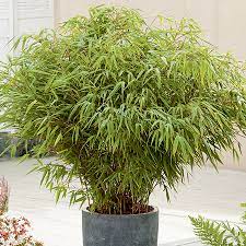 For bamboo, some species grow much more. 2ft Fargesia Rufa Bamboo 10l Pot 45 99