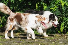 Maybe you would like to learn more about one of these? Der Australian Shepherd Yellowstone Australian Shepherds