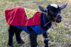 Baby Goats Dress Up For Halloween Moderately High Maintenance Baby Goats Goats Cute Animals