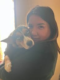 LOST tricolored dog in #beiseker since Nov 14. Call 1-306-960-4186 if  sighted/found. DO NOT CHASE! TIMID! Pls share, watch, help to find pup!