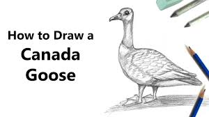 Begin by sketching the head and neck. Mobile Mixte Mercenaire Canada Goose Drawing Kakadu Bien Eduque Rumeur