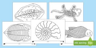 The tyrannosaurus rex lived about 90 million years ago. Ks1 Fossil Colouring Sheets