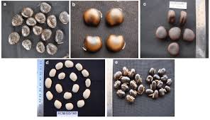 Image result for Mucuna