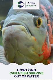 How Long Can A Fish Survive Out Of Water Aqua Movement Fresh Water Fish Tank Freshwater Aquarium Fish Pet Fish