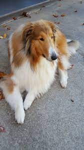 F0d4e7052181f3d1444cfb8b79829aa6 Jpg 736 1 308 Pixel Dog Breeds Rough Collie Collie Dog