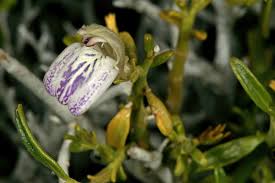 Image result for Pogonospermum subsessile