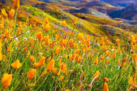 Image result for Eschscholzia californica