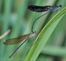 Image result for Tinnea apiculata