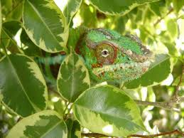 We have a chameleon safe plant list. 25 Beautiful Plants That Are Safe For Chameleons Chameleon School