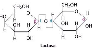Lactosa Wiskunde Biologie Rekenvaardigheid