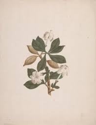 Image result for Gardenia ternifolia