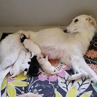 We did not find results for: Silken Windhounds At Spirit Silken Windhound Puppies