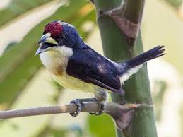 Image result for Monotes hypoleucus