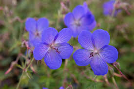 Image result for Geranium bohemicum Orhcid Blue