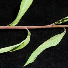 Image result for Ethulia vernonioides