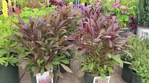 In spring, handsome burgundy foliage emerges, followe Penstemon Dark Towers Dakota Burgundy Beardtongue Very Hardy Easy To Grow Perennials Youtube