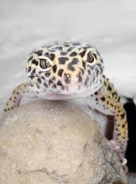 Lezard Caractere Sante Alimentation Prix Et Entretien