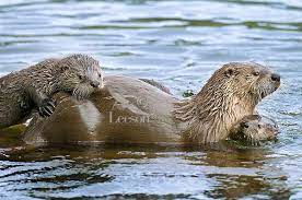 North American River Otter Lontra Canadensis Or Northern River Otter Mother With Young Pups Picture Tom Pat Le Otters North American Animals River Otter