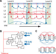 Maybe you would like to learn more about one of these? Cortical Hierarchy Dual Counterstream Architecture And The Importance Of Top Down Generative Networks Sciencedirect