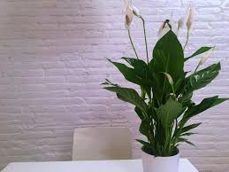With so many benefits, no wonder they're popular! Growing Peace Lilies Mahagro