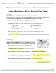 Which of the following is true about the genotype of the mouse shown below? Pdf Student Exploration Mouse Genetics Two Traits Oceler Michel Academia Edu